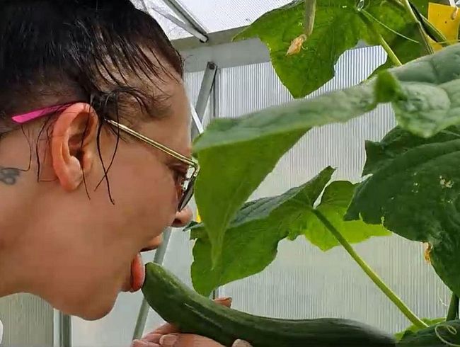 ERNTEZEIT!!! RIESEN nein MEGA RIESEN GURKE für meine Pu**y!